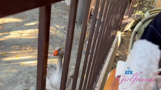 Превью После первого свидания любая девка должна отсосать № 46911